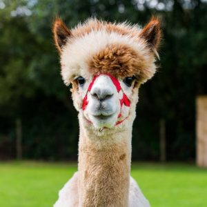 Curraghduff Farm Alpaca - Visit Galway